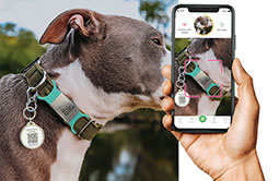 Metal QR code Dog Tag Pet Tags scanned by smartphone